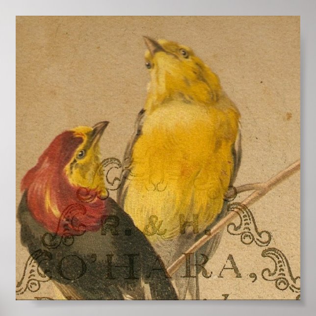 Pretty Little Vintage Birds Poster (Front)