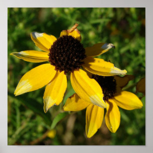 Pretty Little Yellow Flowers Square Poster