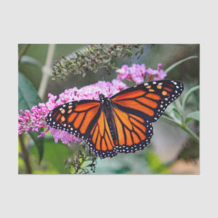Pretty Monarch Butterfly Photo Tissue Paper