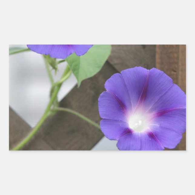 Pretty Morning Glories Rectangular Sticker (Front)