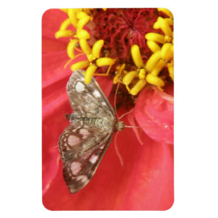 Pretty Moth on Red Flower Premium Magnet