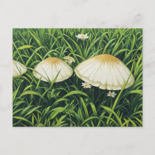 Pretty Mushrooms Postcard