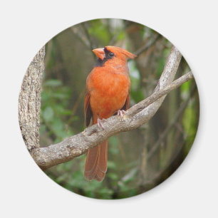 Pretty Northern Cardinal Bird Magnet