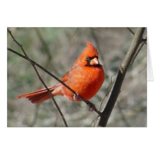 Pretty Northern Cardinal Red Bird Card