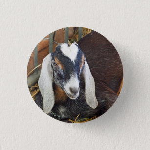 Pretty Nubian Goat Photo 3 Cm Round Badge