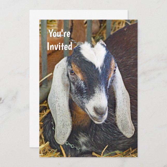 Pretty Nubian Goat Photo Birthday Invitation (Front/Back)