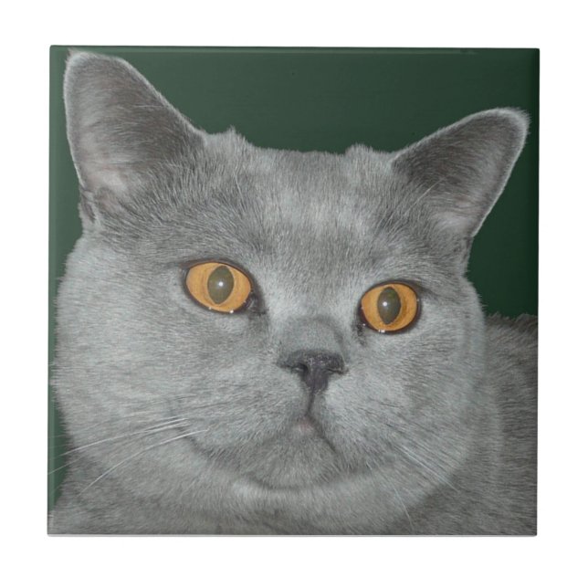 Pretty Orange Eyed  Kitty Tile (Front)