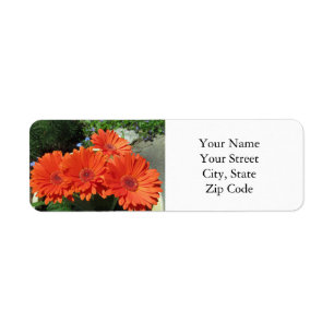 Pretty Orange Floral Daisy Photography