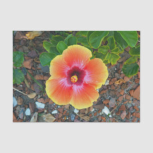 Pretty Orange Hibiscus Floral Photo Tissue Paper
