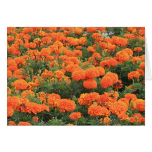 Pretty Orange Marigolds Floral Photo