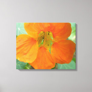 Pretty Orange Nasturtium Flower Canvas Print