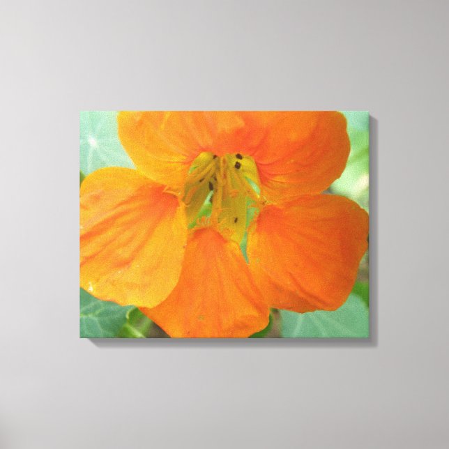 Pretty Orange Nasturtium Flower Canvas Print (Front)