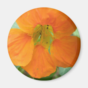 Pretty Orange Nasturtium Flower Magnet