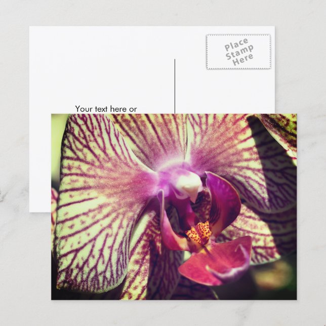 Pretty Orchid Flower Personalised Postcard (Front/Back)