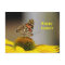 Pretty Painted Lady Butterfly Floral Photo Easter