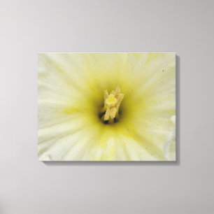 Pretty Pale Daffodil Canvas Print