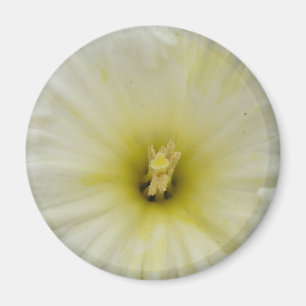 Pretty Pale Daffodil Magnet