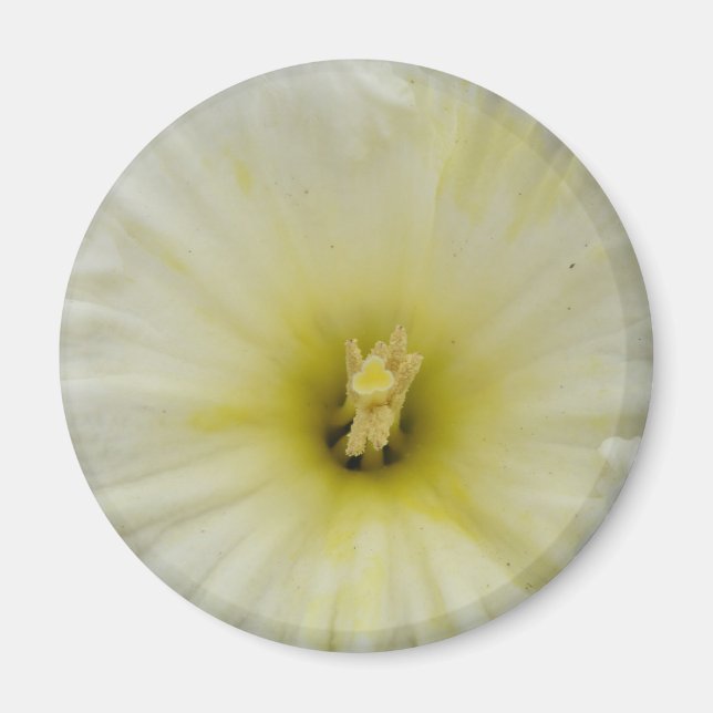 Pretty Pale Daffodil Magnet (Front)