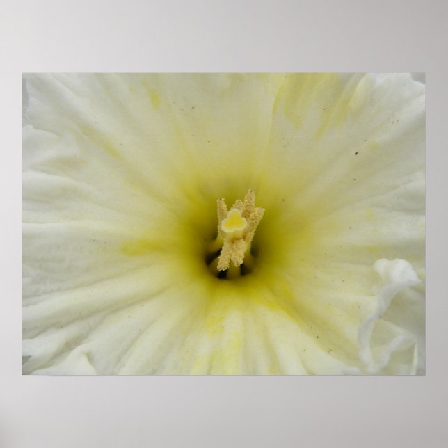 Pretty Pale Daffodil Print (Front)