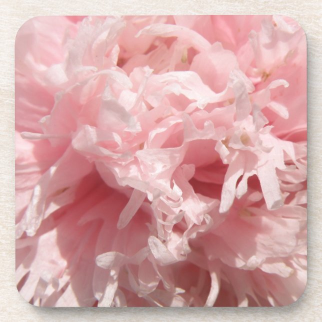 Pretty Pale Pink Poppy Cork Coaster (Front)