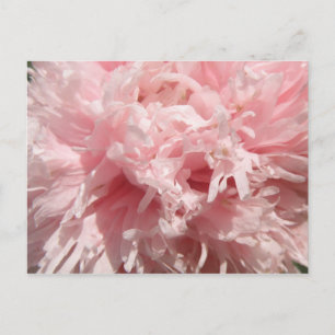 Pretty Pale Pink Poppy Postcard