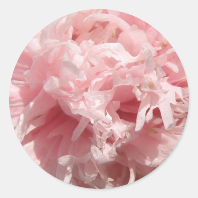 Pretty Pale Pink Poppy Stickers (Front)