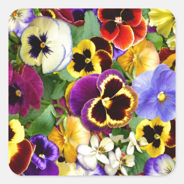 Pretty Pansies Square Sticker (Front)