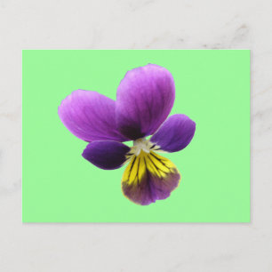 Pretty Pansy Postcard