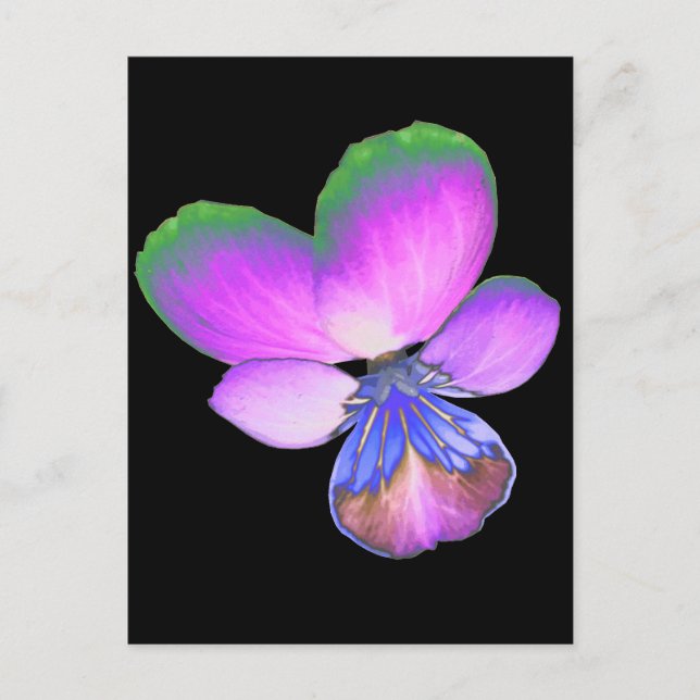 Pretty Pansy Postcard (Front)