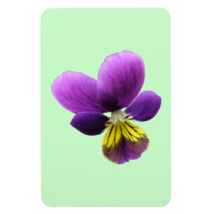 Pretty Pansy Premium Magnet