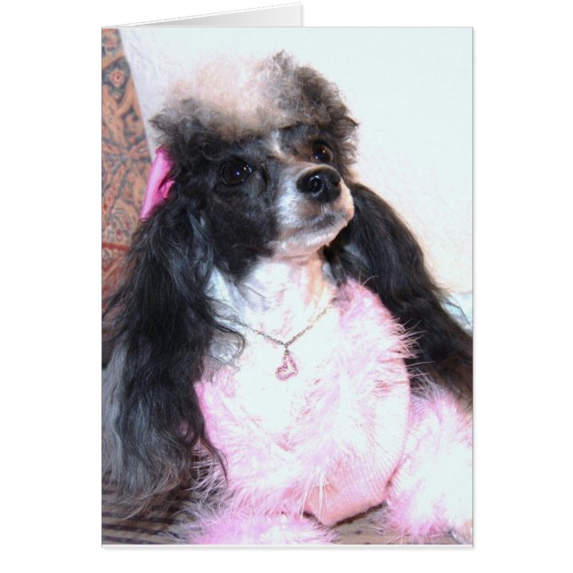 Pretty Parti Poodle "Brittany" (Front)