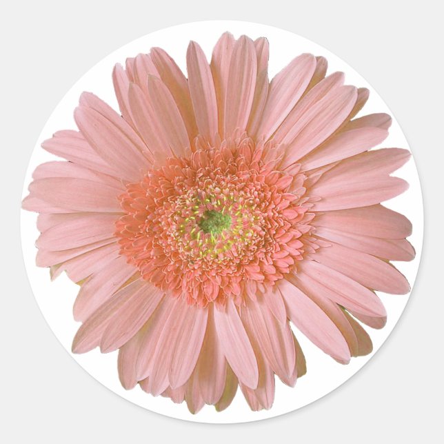 Pretty Peach Gerber Daisy Sticker (Front)