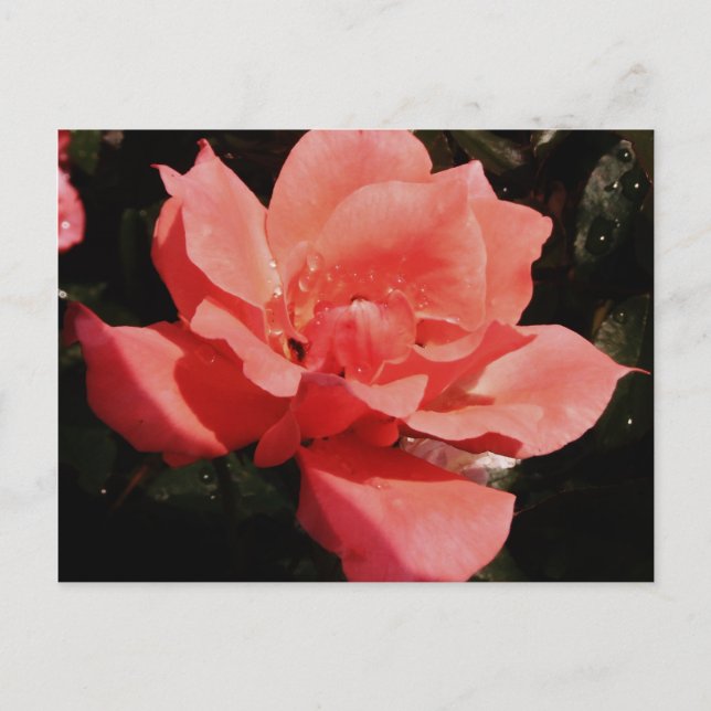 Pretty Peach Pink Rose floral Postcard (Front)
