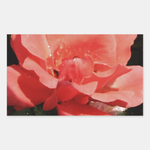 Pretty Peach Pink Rose floral Rectangular Sticker