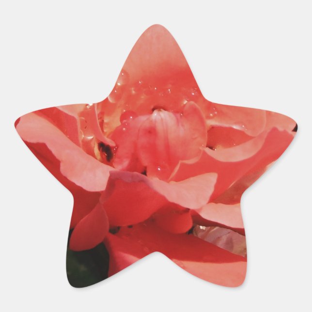 Pretty Peach Pink Rose floral Star Sticker (Front)
