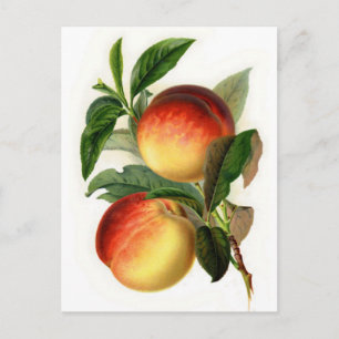 Pretty Peaches Postcard