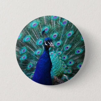 Pretty Peacock Button