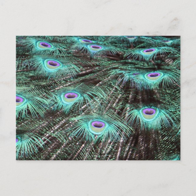 Pretty Peacock Feathers Photo Postcard (Front)