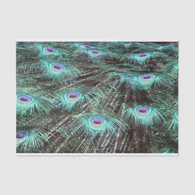 Pretty Peacock Feathers Photo Tissue Paper (Front)