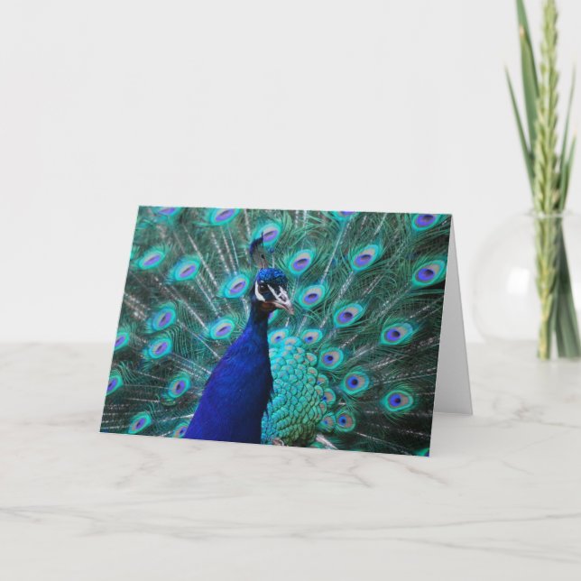 Pretty Peacock Greeting Card (Front)
