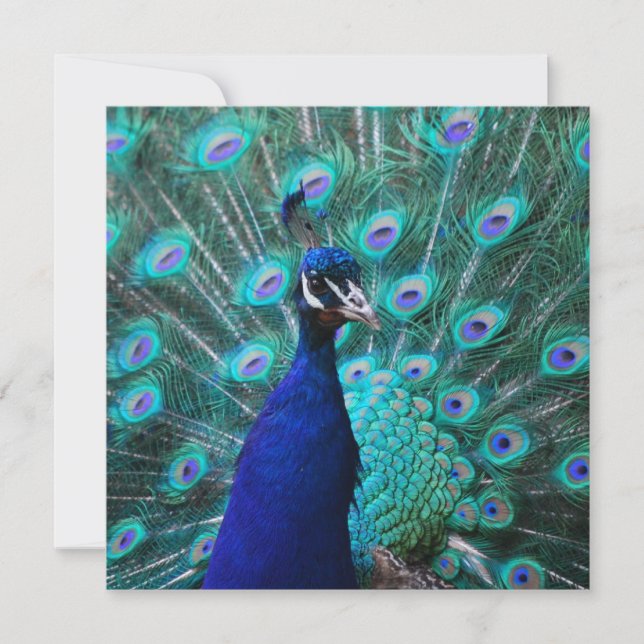 Pretty Peacock Invitations (Front)