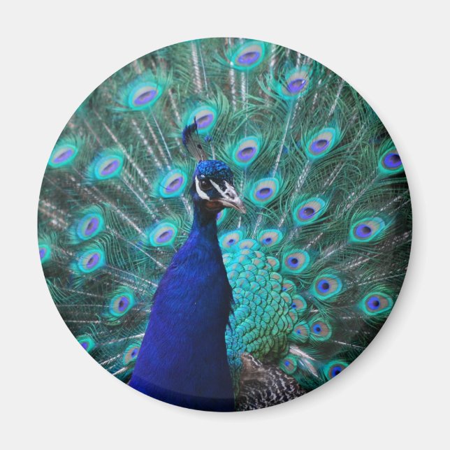 Pretty Peacock Magnet (Front)