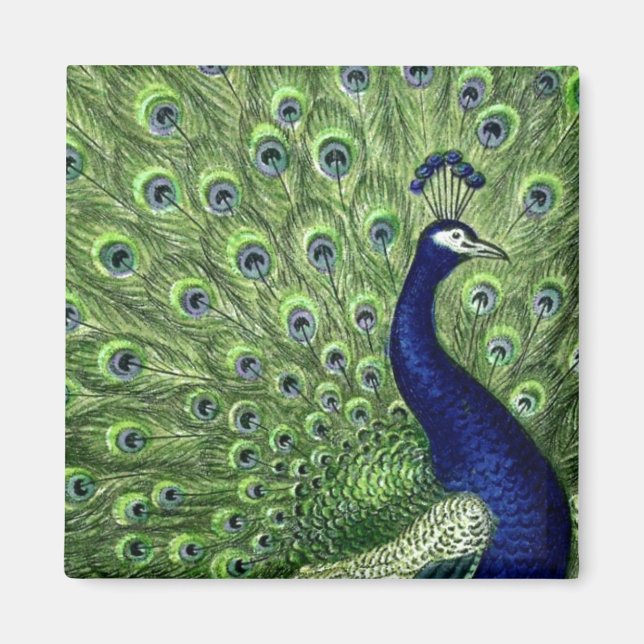 Pretty Peacock Magnet (Front)