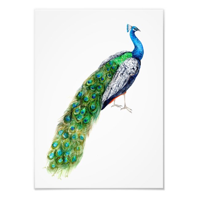 Pretty Peacock Photo Print (Front)