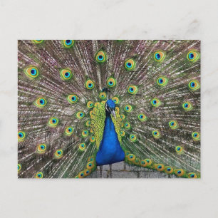 Pretty Peacock Postcard