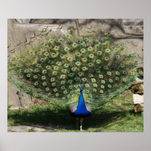 "Pretty Peacock" Poster