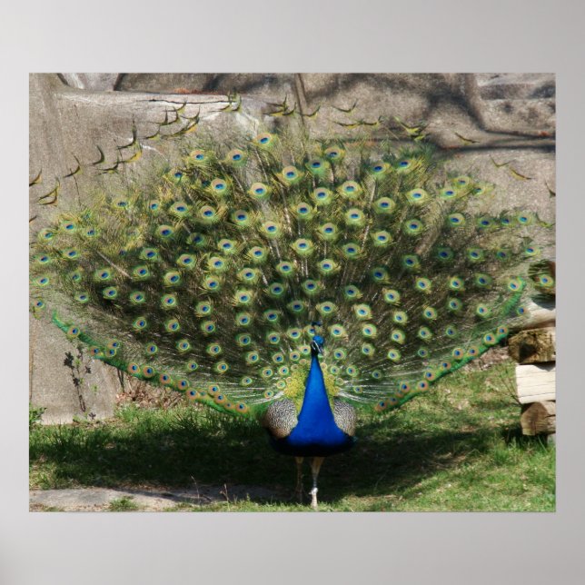 "Pretty Peacock" Poster (Front)
