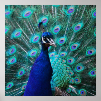 Pretty Peacock Poster