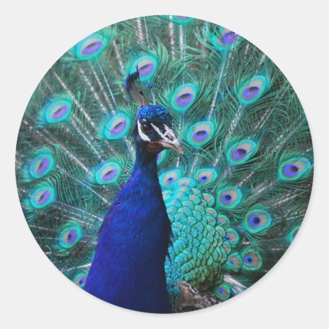 Pretty Peacock Sticker (Front)