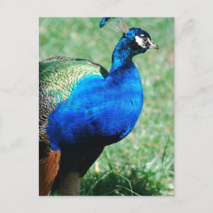 Pretty Peafowl  Postcard